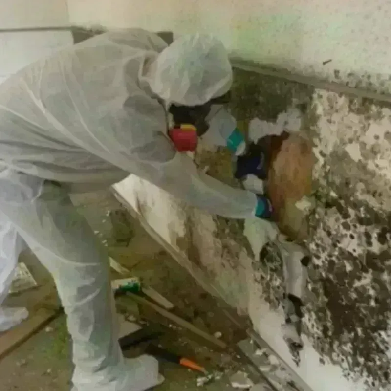 Mold Remediation and Removal in Sedan, KS